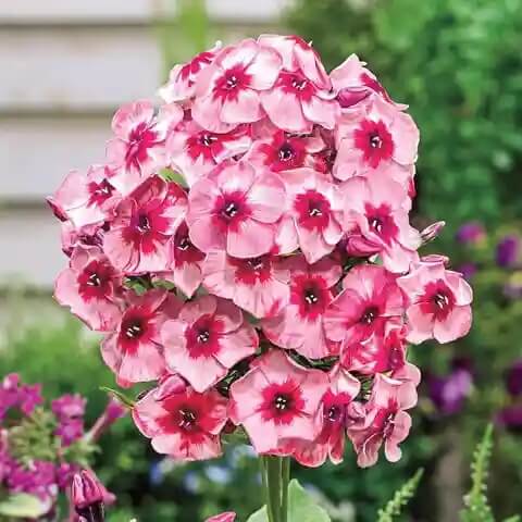 Garden Phlox Seeds - All In One For Home Gardens