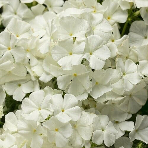 Garden Phlox Seeds - All In One For Home Gardens
