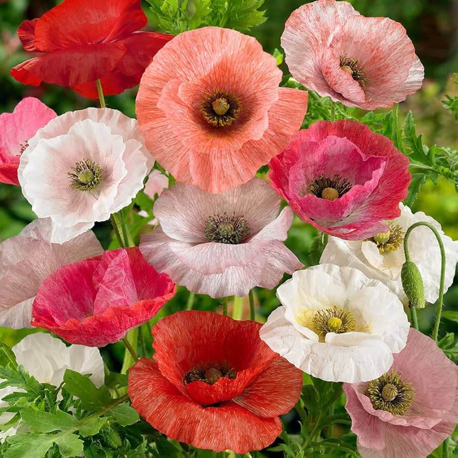 Garden Poppy Seeds - Flower Plant