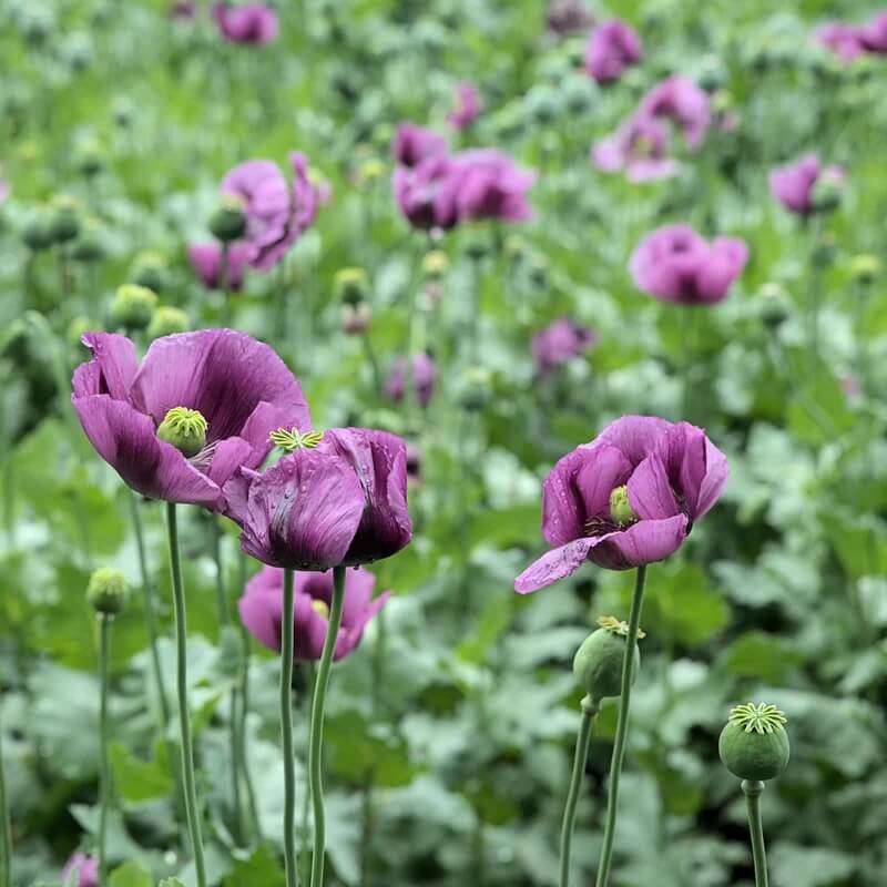 Garden Poppy Seeds - Flower Plant