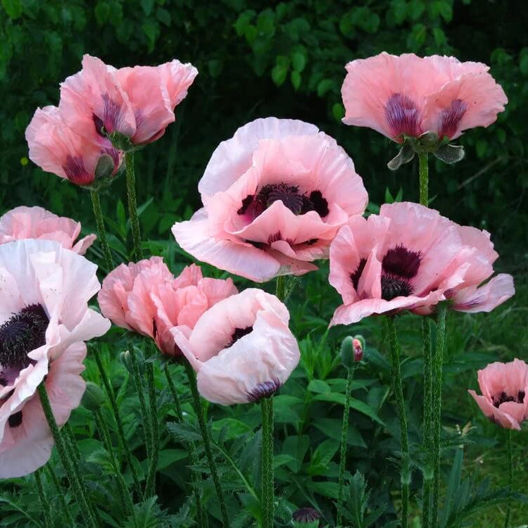 Garden Poppy Seeds - Flower Plant