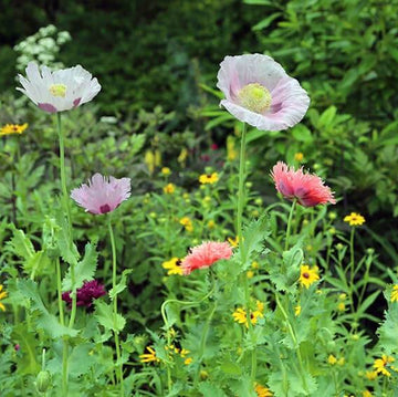 Garden Poppy Seeds - Flower Plant