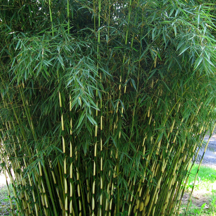 Garden Privacy Bamboo Seeds