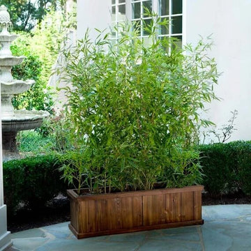 Garden Privacy Bamboo Seeds