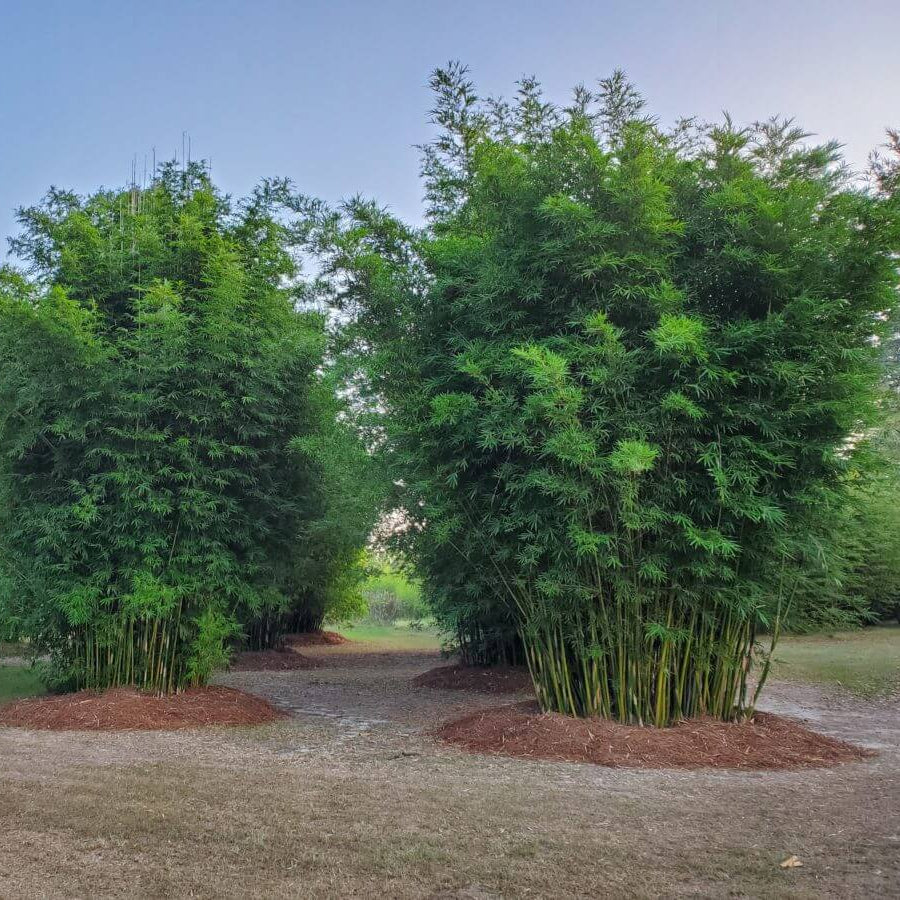 Garden Privacy Bamboo Seeds