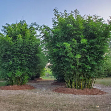 Garden Privacy Bamboo Seeds