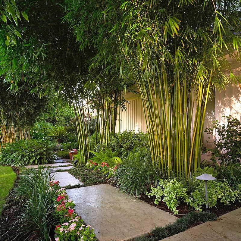 Garden Privacy Bamboo Seeds