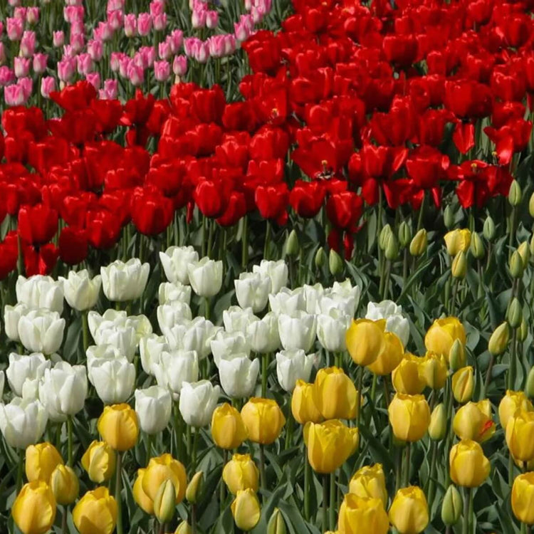 Garden Tulips Seeds - Flower Plant