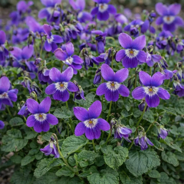 Garden Violet Seeds