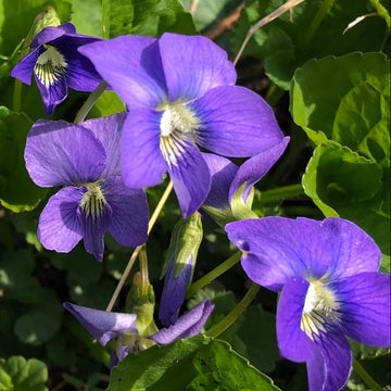 Garden Violet Seeds