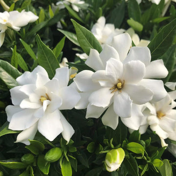 Gardenia Seeds – Jasminoides
