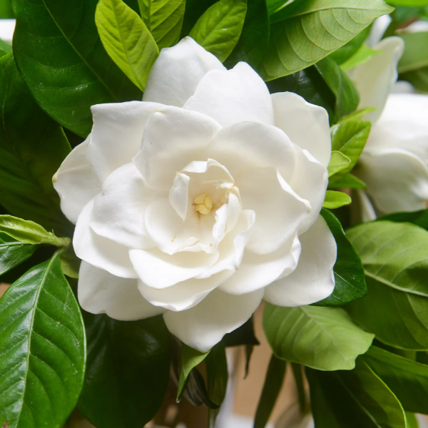 Gardenia Seeds – Jasminoides
