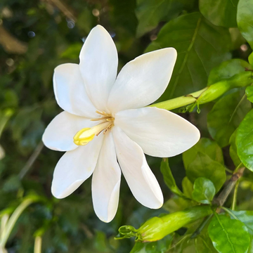 Gardenia Seeds – Thunbergia
