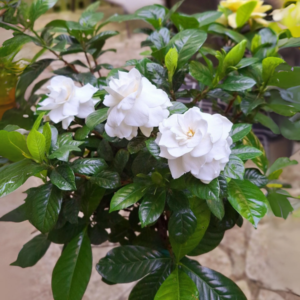 Gardenia Seeds – Thunbergia
