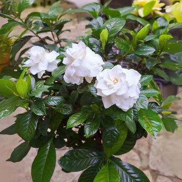 Gardenia Seeds – Thunbergia
