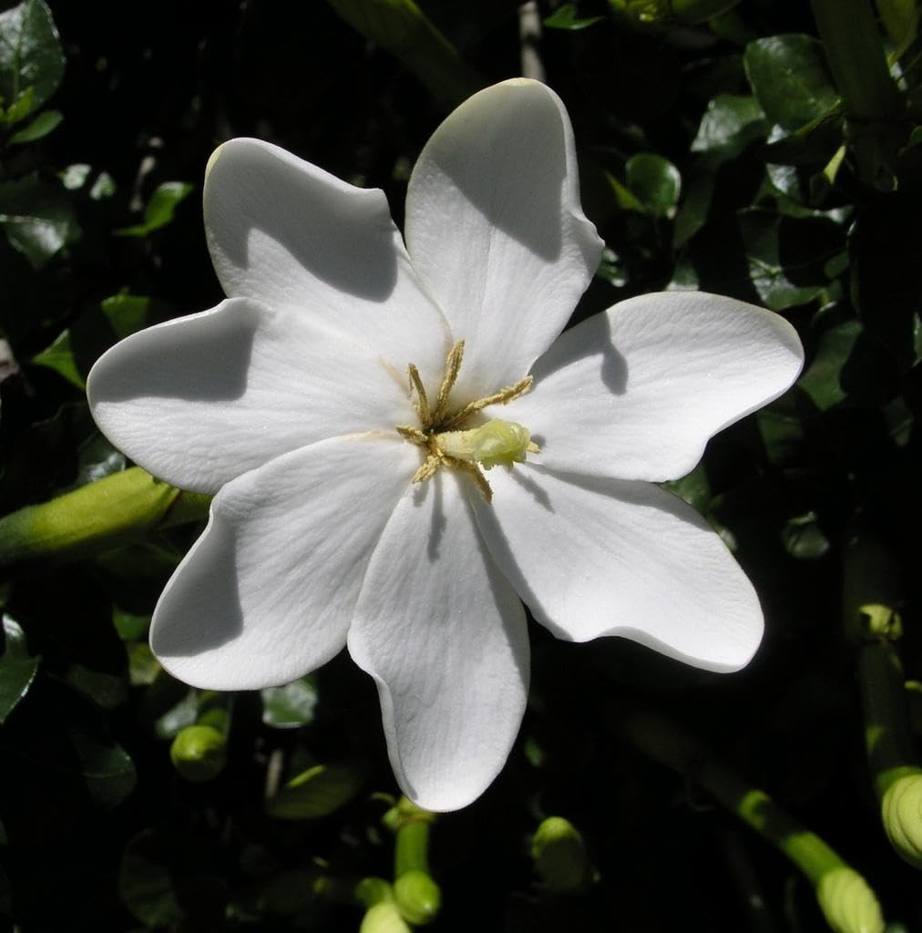 Gardenia Seeds – Thunbergia
