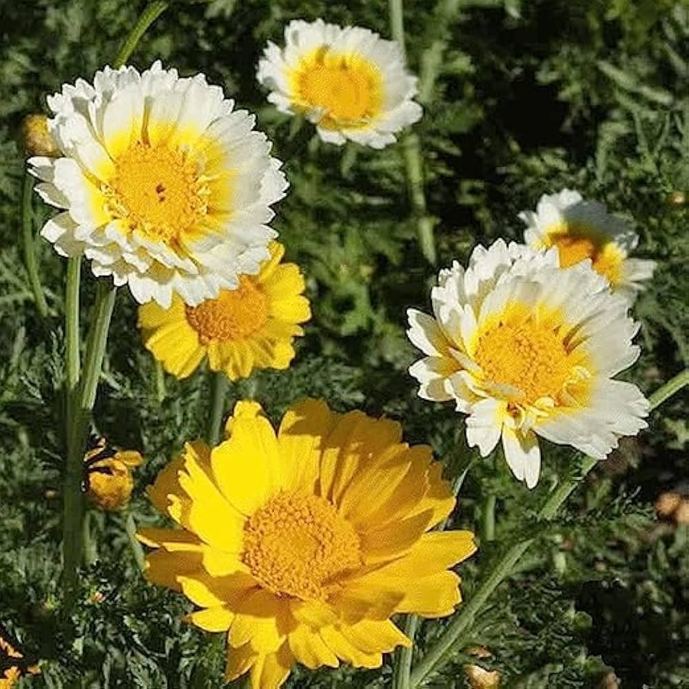 Garland Chrysanthemum Seeds – Heirloom, Garden Favorite
