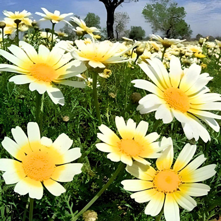 Garland Chrysanthemum Seeds – Heirloom, Garden Favorite
