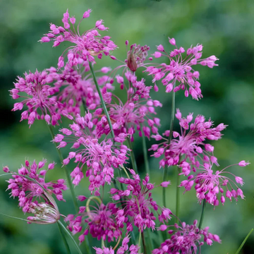 Garlic Seeds - Keeled
