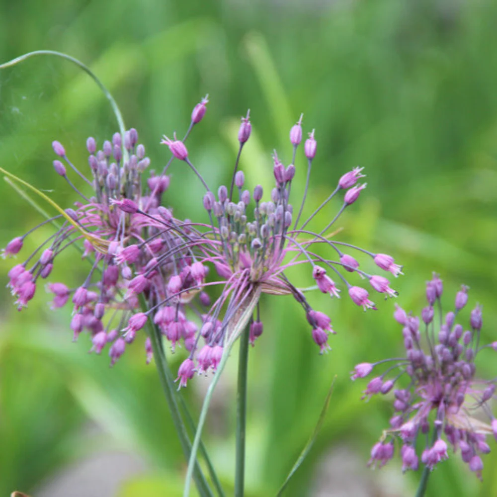 Garlic Seeds - Keeled
