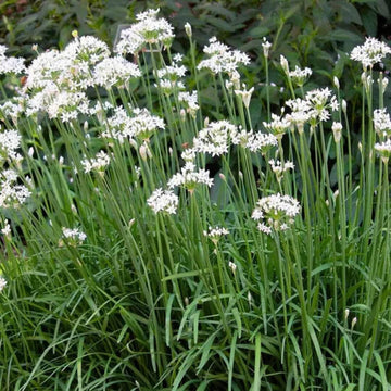 Garlic Chive Seeds – Allium tuberosum