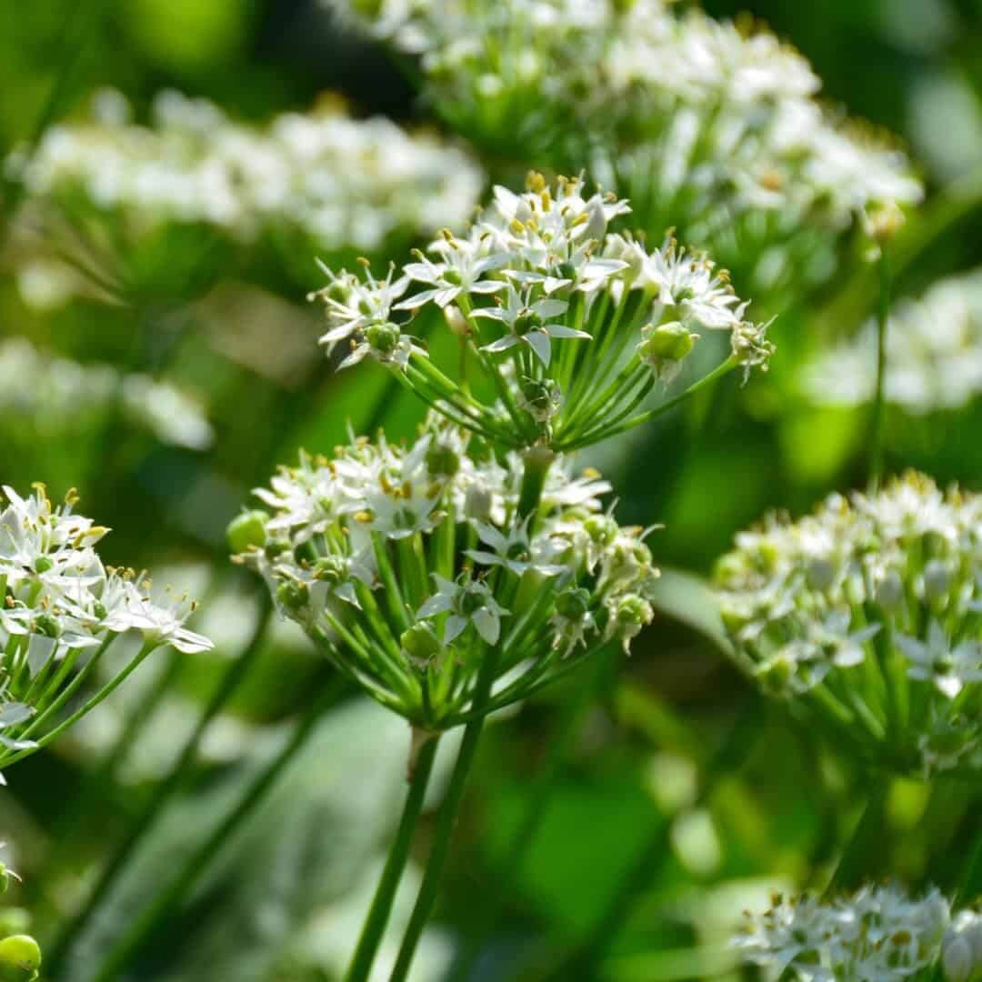 Garlic Chive Seeds – Allium tuberosum