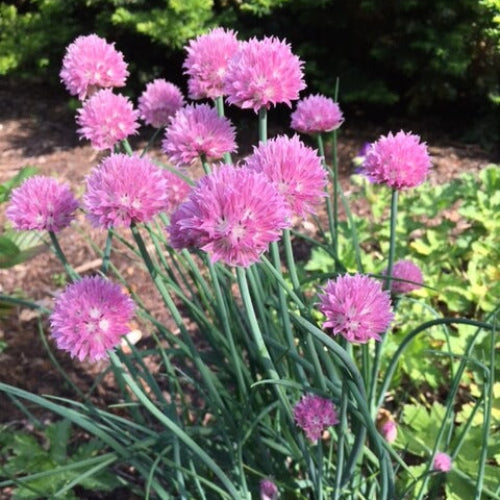 Garlic Flower Seeds - Herbal Plant