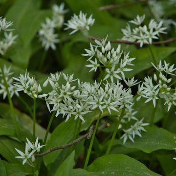 Garlic Flower Seeds - Herbal Plant