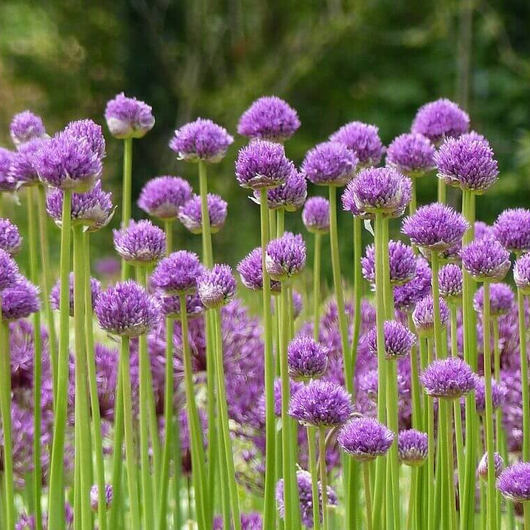 Garlic Flower Seeds - Herbal Plant