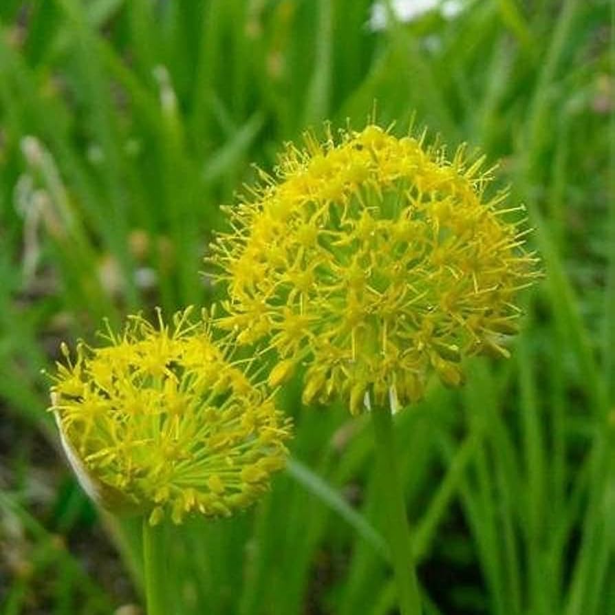 Garlic Seeds – Muli
