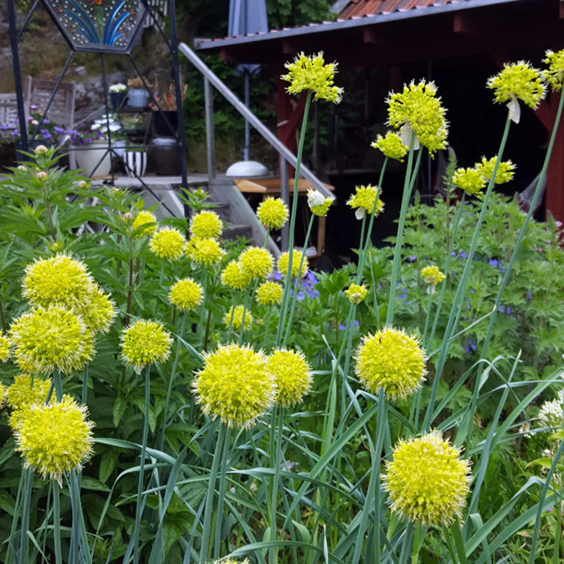 Garlic Seeds – Muli
