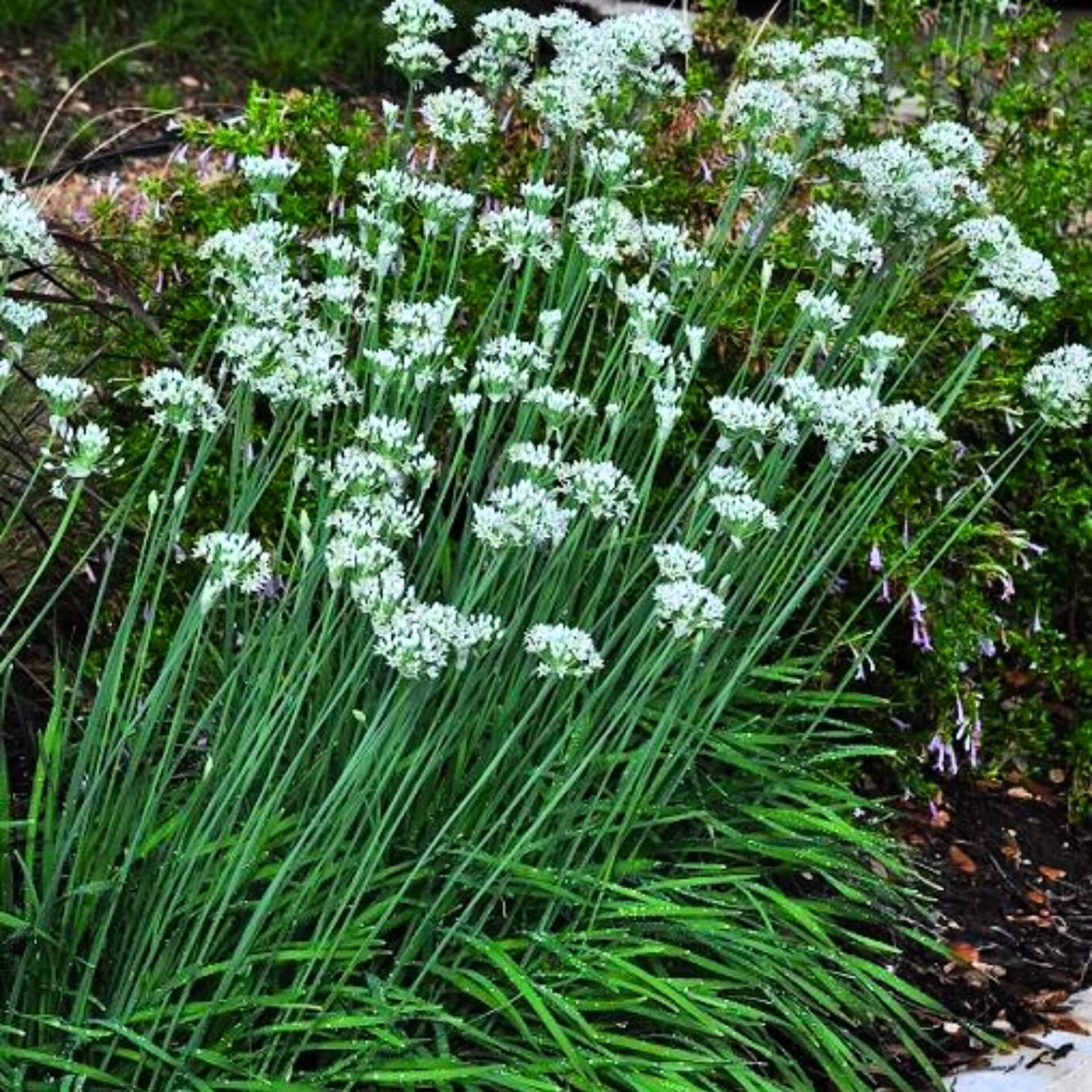 Garlic Plant Seeds - Herbal Plant