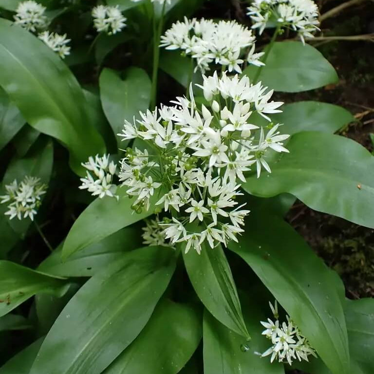 Garlic Plant Seeds - Herbal Plant