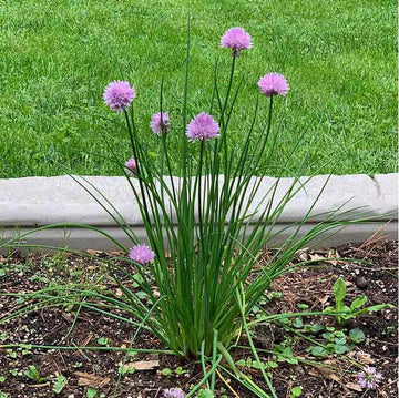 Garlic Plant Seeds - Herbal Plant