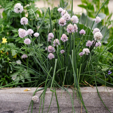 Garlic Plant Seeds - Herbal Plant