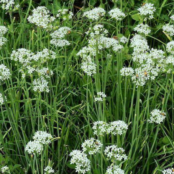 Garlic Plant Seeds - Herbal Plant