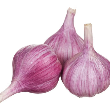 Garlic Seeds- Light Purple