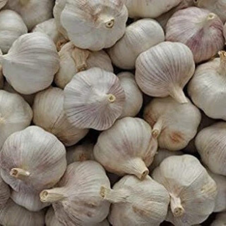 Garlic Seeds