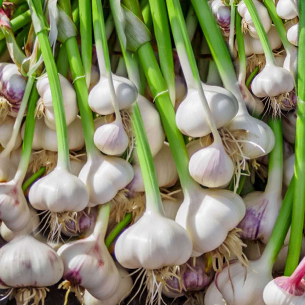Garlic Seeds – White Porcelain
