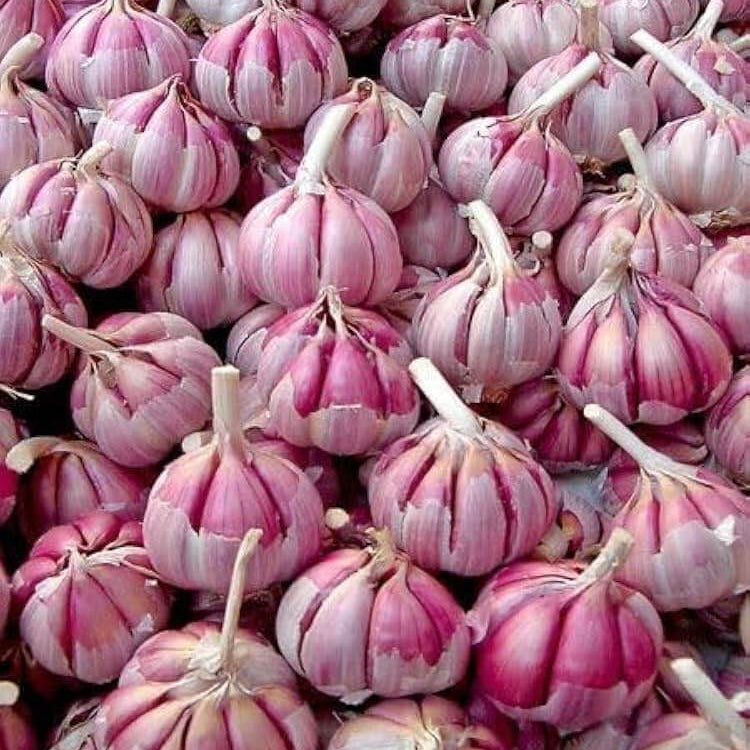 Garlic Vegetable Seeds - Dark Pink