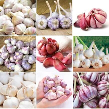 Garlic Vegetable Seeds- Mixed colour
