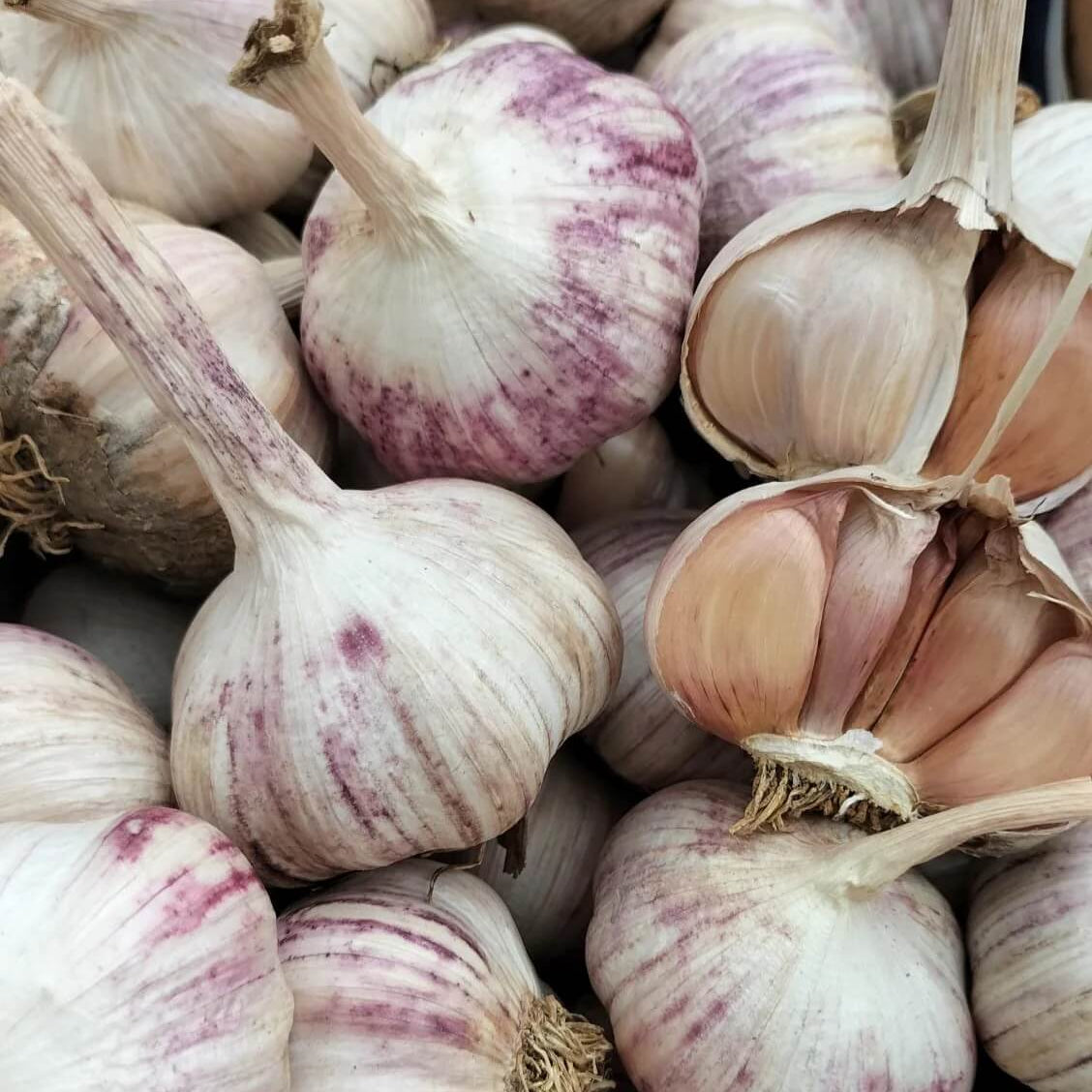 Garlic Vegetable Seeds- Purple White