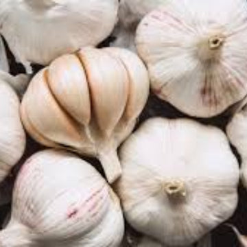 Garlic Vegetable Seeds- Softneck Artichok