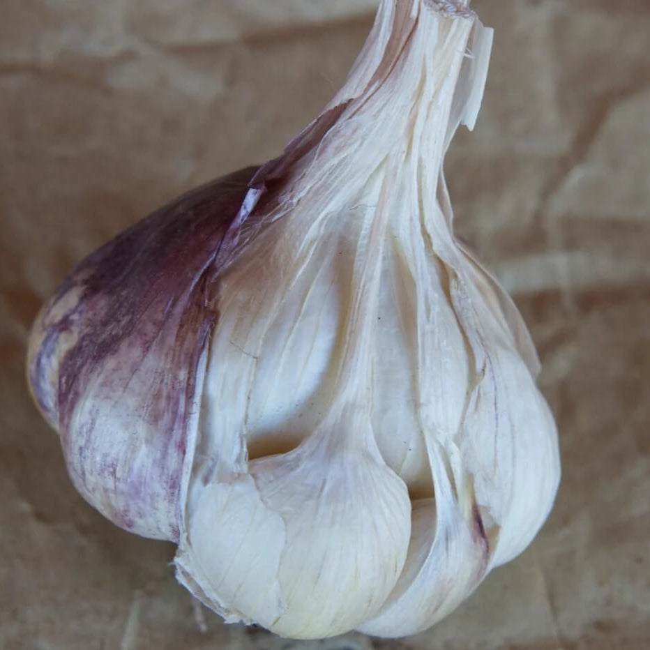 Garlic Vegetable Seeds- Softneck Artichok