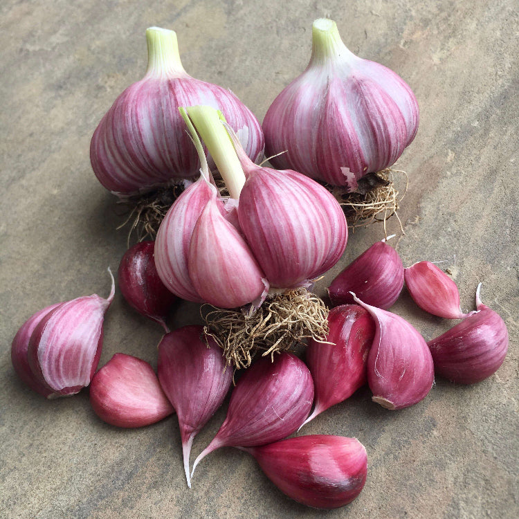 Garlic Vegetable Seeds - Dark Pink