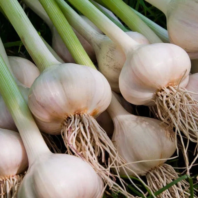 Garlic Seeds – White Porcelain
