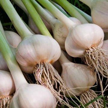 Garlic Seeds – White Porcelain
