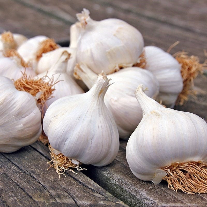 Garlic Seeds – White Porcelain
