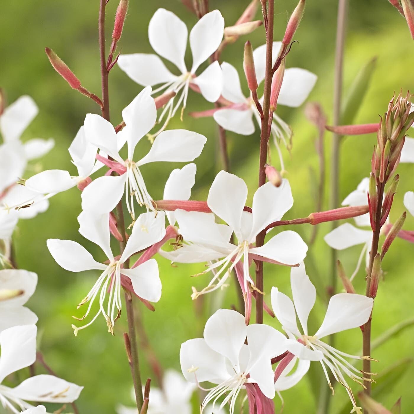 Gaura Seeds – Lindheimeri
