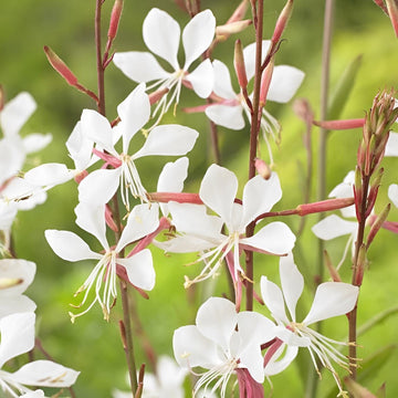 Gaura Seeds – Lindheimeri
